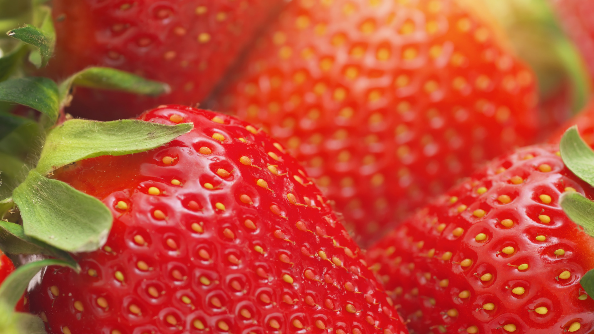 Norwegian strawberries - Stavanger Chamber of Commerce